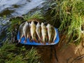 Pile of freshly caught perch washed and placed on a tray