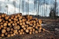 Pile of freshly cut down wood logs in front of empty forest Royalty Free Stock Photo