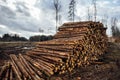 Pile of freshly cut down wood logs in front of empty forest Royalty Free Stock Photo