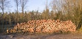 Pile of freshly cut logs in a forest in Wiltshire UK