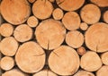 Pile of freshly cut Pine Wood Logs, shown end on in their natural condition. Royalty Free Stock Photo