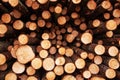 Pile of freshly cut spruce timber logs. Estonian nature, Northern Europe.