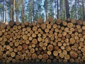 Pile of freshly cut timber logs in forest - logging, forestry