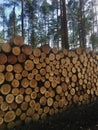 Pile of freshly cut timber logs in forest - logging, forestry Royalty Free Stock Photo