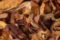 A pile of freshly cut tobacco texture in the background. Closeup Royalty Free Stock Photo