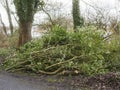 Pile of freshly cut tree brunches by a walking path in a park ready for pick up and transportation. Park service and maintenance