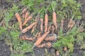 Pile of freshly dug carrots with leaves at ground Royalty Free Stock Photo