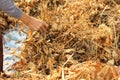 pile of freshly hand harvested soybeans being sorted and arranged by the well worn hands of an old farmer in Northern Thailand,