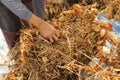 pile of freshly hand harvested soybeans being sorted and arranged by the well worn hands of an old farmer in Northern Thailand,