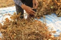 pile of freshly hand harvested soybeans being sorted and arranged by the well worn hands of an old farmer in Northern Thailand,