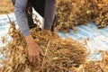 pile of freshly hand harvested soybeans being sorted and arranged by the well worn hands of an old farmer in Northern Thailand,