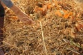 pile of freshly hand harvested soybeans being sorted and arranged by the well worn hands of an old farmer in Northern Thailand,