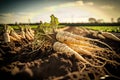 A pile of freshly harvested parsnips lies in the soil of a farm field
