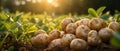 Pile of Freshly Harvested Potatoes from the Farm