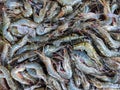 pile of freshly harvested tiger prawn paeneus indicus shrimp sale in fish market