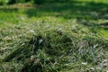 Pile of freshly mown grass on the field Royalty Free Stock Photo