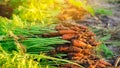 A pile of freshly picked carrots lies on the field on a sunny day. Harvested organic vegetables. Farming and agriculture. Seasonal Royalty Free Stock Photo