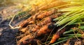 A pile of freshly picked carrots lies on the field on a sunny day. Harvested organic vegetables. Farming and agriculture. Seasonal Royalty Free Stock Photo