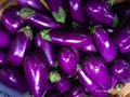 Pile of freshly picked eggplants at the farmers Market