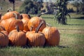 Pile of freshly picked October pumpkins