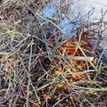 Pile of freshly sawn branches are burning closeup