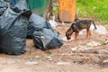 Pile garbage black bag plastic roadside in the city and dog Royalty Free Stock Photo