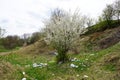 A pile of garbage in a clearing in the countryside against the backdrop of a flowering tree on a spring day