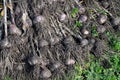 Pile of Garlic lat. ÃÂllium satÃÂ­vum, just pulled out of the ground, lie in the garden during the harvest Royalty Free Stock Photo