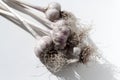 Pile of garlic view from the top. Food garlic bulb. Background texture Plant vegetable garlic