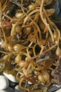 A pile of giant kelp Macrocystis pyrifera on the beach, Catalina Island in the Pacific Ocean Royalty Free Stock Photo