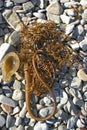 A pile of giant kelp Macrocystis pyrifera on the beach, Catalina Island in the Pacific Ocean Royalty Free Stock Photo