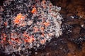 A pile of glowing coals on the corner at night Royalty Free Stock Photo