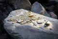 A pile of Gold nugget grains, on big river stone. Golden texture