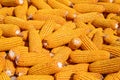 A pile of golden corn in the harvest season Royalty Free Stock Photo