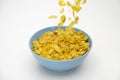 Pile of Golden cornflakes in the blue bowl ready for adding fresh milk for breakfast Royalty Free Stock Photo