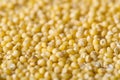 Pile of golden millet, a gluten free grain seed, frame filling background