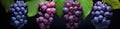 Set with different ripe grapes Royalty Free Stock Photo