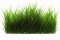 Pile of grass isolated on a white background Royalty Free Stock Photo