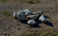 Pile of gray stones in the meadow. workers are catching stones to use on a rock garden in the park. quarry unworked irregular piec