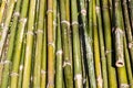 Pile of green bamboo wood Royalty Free Stock Photo