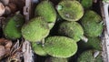 Pile of green breadfruit in a basket Royalty Free Stock Photo