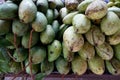 Pile of green fresh mangoes Royalty Free Stock Photo