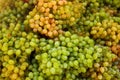 Pile of green grapes