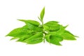 Pile of green tea leaves ilsolated on white Royalty Free Stock Photo