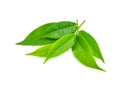 Pile of green tea leaves isolated on white background Royalty Free Stock Photo