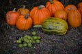 A pile of green walnuts on the ground placed next to a group of pumpkins. rich autumn harvest at the village farm
