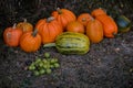 A pile of green walnuts on the ground placed next to a group of pumpkins. rich autumn harvest at the village farm