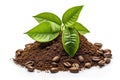 Pile of ground and coffee beans Royalty Free Stock Photo