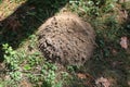 Pile of ground from the mole rat. Village photo with green grass