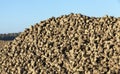 Pile of of the harvest of sugar beet close up Royalty Free Stock Photo